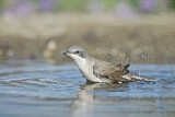 Image. Lesser Whitethroat