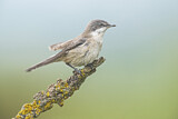 Image. Lesser Whitethroat
