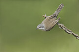 Image. Lesser Whitethroat