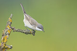 Image. Lesser Whitethroat