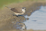 Image. Lesser Whitethroat