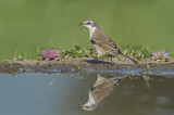 Image. Lesser Whitethroat