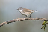 Image. Lesser Whitethroat