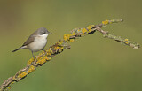 Image. Lesser Whitethroat