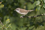 Image. Lesser Whitethroat
