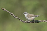 Image. Lesser Whitethroat