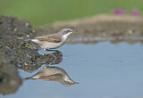 Image. Lesser Whitethroat