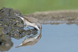 Image. Lesser Whitethroat