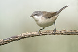 Image. Lesser Whitethroat