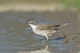 Image. Lesser Whitethroat