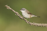 Image. Lesser Whitethroat