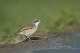 Image. Lesser Whitethroat