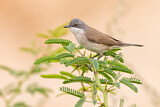 Image. Lesser Whitethroat