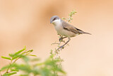 Image. Lesser Whitethroat