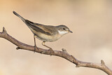 Image. Lesser Whitethroat