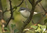 Image. Lesser Whitethroat