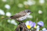 Image. Lesser Whitethroat