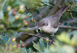 Image. Lesser Whitethroat