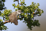 Image. Lesser Whitethroat