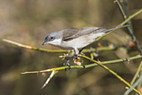 Image. Lesser Whitethroat