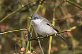 Image. Lesser Whitethroat