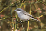 Image. Lesser Whitethroat