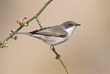 Image. Lesser Whitethroat