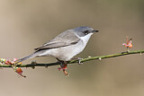 Image. Lesser Whitethroat