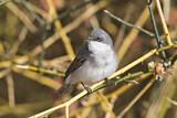 Image. Lesser Whitethroat