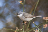 Image. Lesser Whitethroat