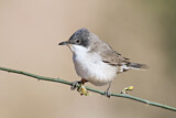 Image. Lesser Whitethroat