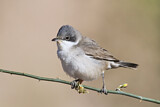 Image. Lesser Whitethroat