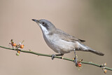 Image. Lesser Whitethroat