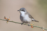 Image. Lesser Whitethroat