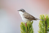 Image. Lesser Whitethroat