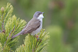 Image. Lesser Whitethroat