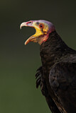 Image. Lesser Yellow-headed Vulture