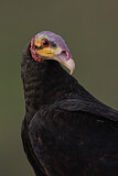 Image. Lesser Yellow-headed Vulture