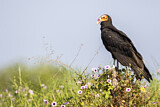 Image. Lesser Yellow-headed Vulture