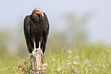 Image. Lesser Yellow-headed Vulture