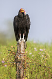 Image. Lesser Yellow-headed Vulture