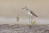 Image. Lesser Yellowlegs