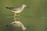 Image. Lesser Yellowlegs