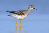 Image. Lesser Yellowlegs