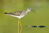 Image. Lesser Yellowlegs