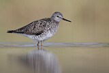 Image. Lesser Yellowlegs