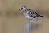Image. Lesser Yellowlegs