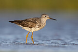 Image. Lesser Yellowlegs