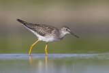 Image. Lesser Yellowlegs