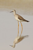 Image. Lesser Yellowlegs